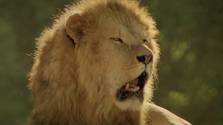 Roar still 7