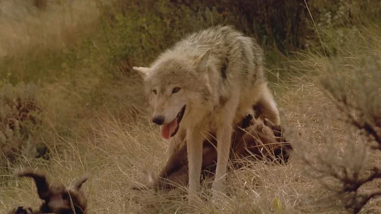 Wolves still 1