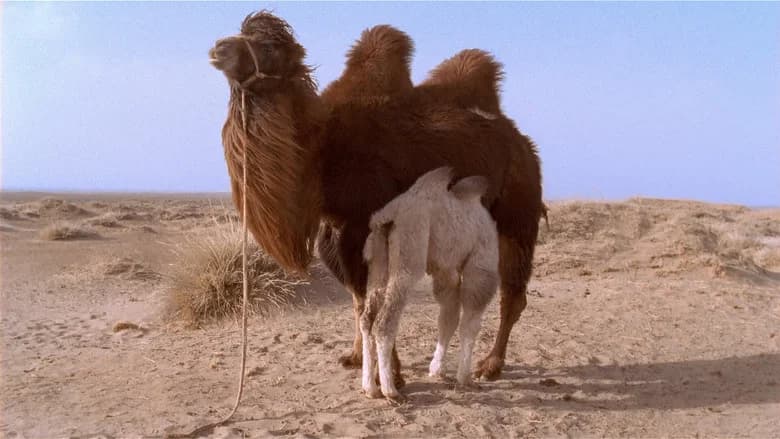The Story of the Weeping Camel still 6