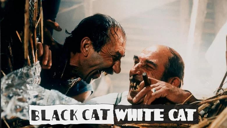 Black Cat, White Cat still 7