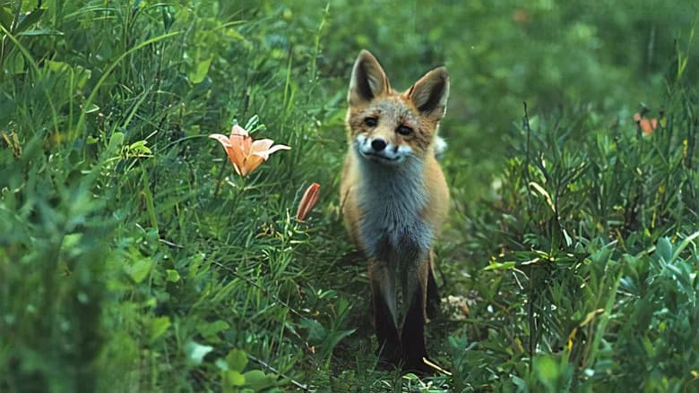 The Glacier Fox still 1