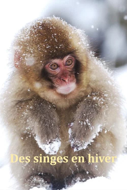 Japans Schneeaffen Hautnah poster