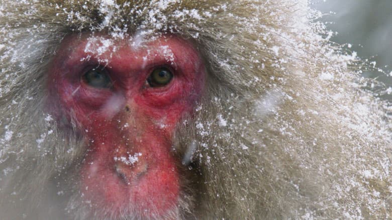Japans Schneeaffen Hautnah still 1