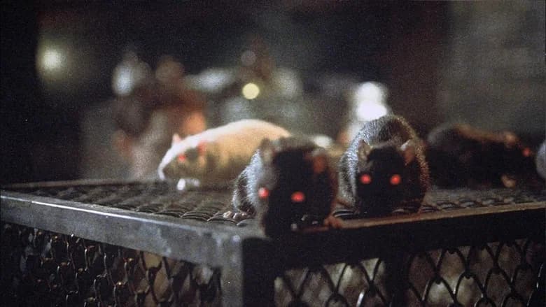 Rats still 1